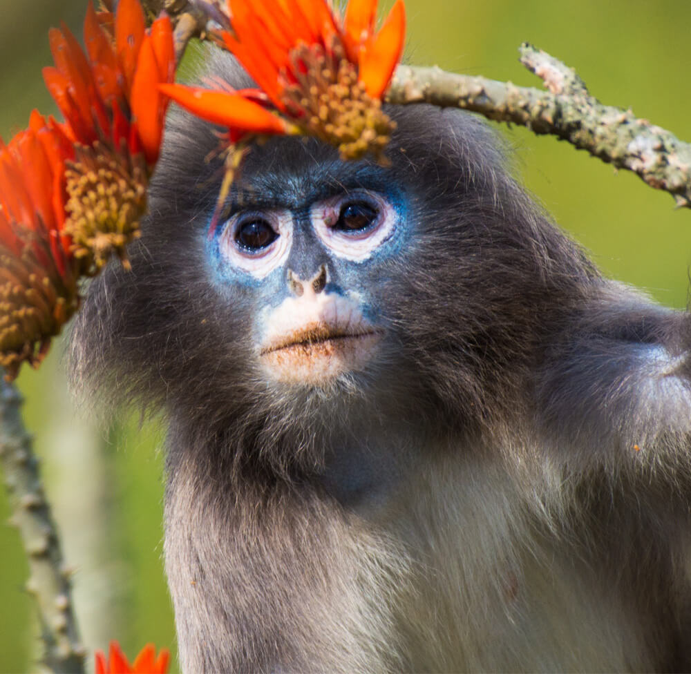 Dusky Leaf Monkey - Facts, Diet, Habitat & Pictures on