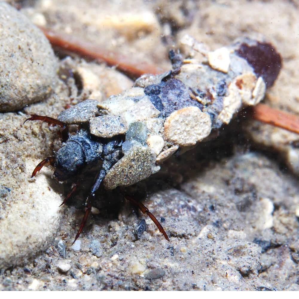 Marine Caddisfly Cards, the Universe and Everything Wiki Fandom