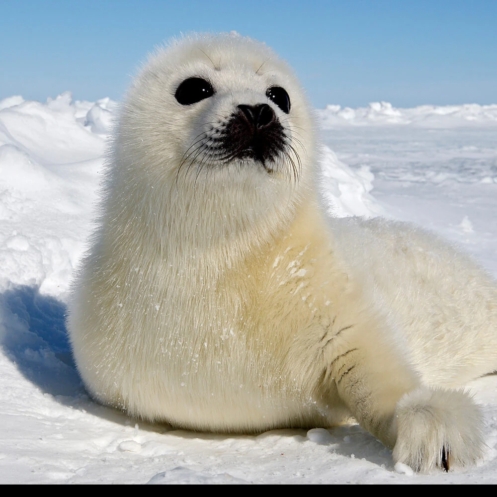 Harp Seal Cards, the Universe and Everything Wiki Fandom