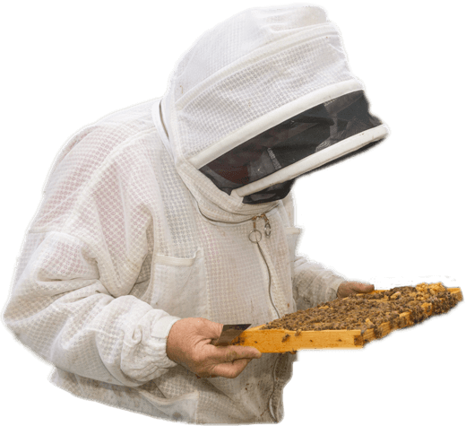 Beekeeping - Wikipedia