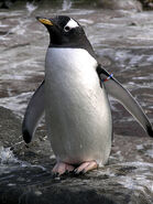 Penguin Posing