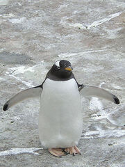 Gentoo penguin