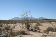 Big Bend Ocotillo 2006