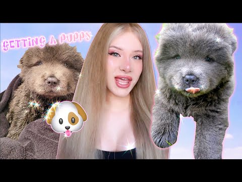 I GOT A CHOW CHOW PUPPY vlog Carmen King Wiki Fandom