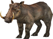 Wild Boar