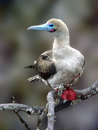 Red-footed booby