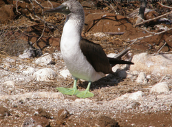 Green-footed booby