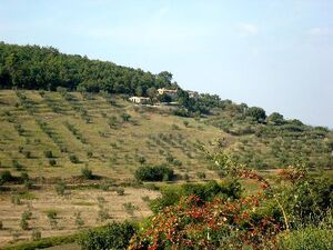 Olive farm