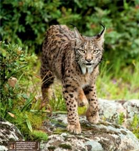 Mountain lynx 1.png