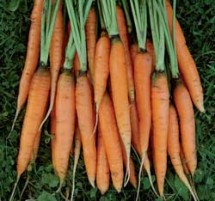 Carrots