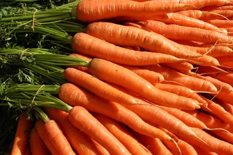 Carrot Wiki