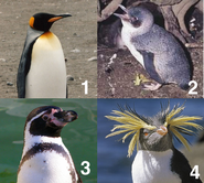 Penguin challenge
