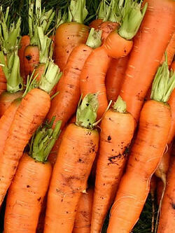 Carrot egmont gold