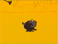 Alfred chasing a wombat.