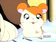 Hamtaro