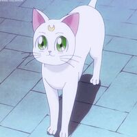 Meotrang1