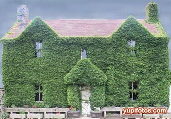 Casa cubierta de plantas