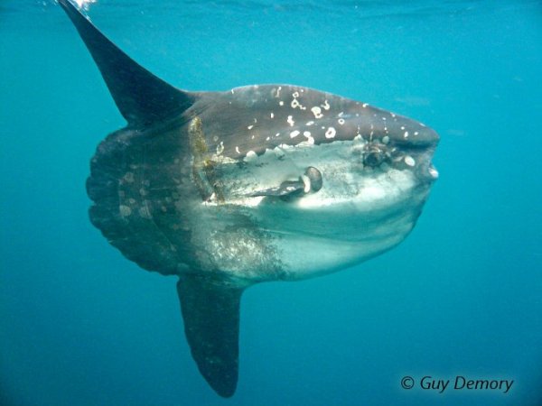 Poisson Lune 103 Wiki Casault Fandom Poisson Lune 103 Wiki Casault Fandom