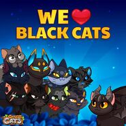 Black Cats Official Image