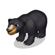 Black Bear.png