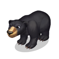 Black Bear.png
