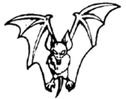 Vampire Bat