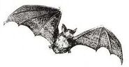 Bat Familiar