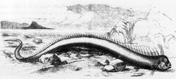 Oarfish - 01