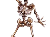 Skeleton