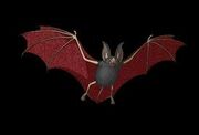 Fledermaus (Bild)