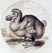 Dodo - 01