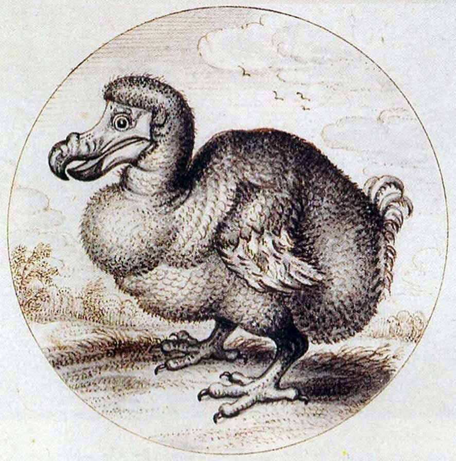 Puzzle - Dodo 1 item