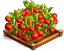 Tomatoes 02