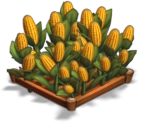 Corn 02