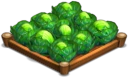 Cabbage 02