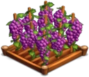 Grapes 02