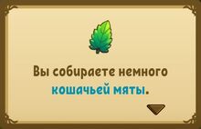 Собираете намного кошачьей мяты.jpg