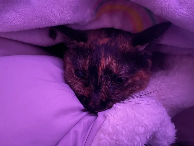 Chewbacca Marie | Cat Twitter Wiki | Fandom