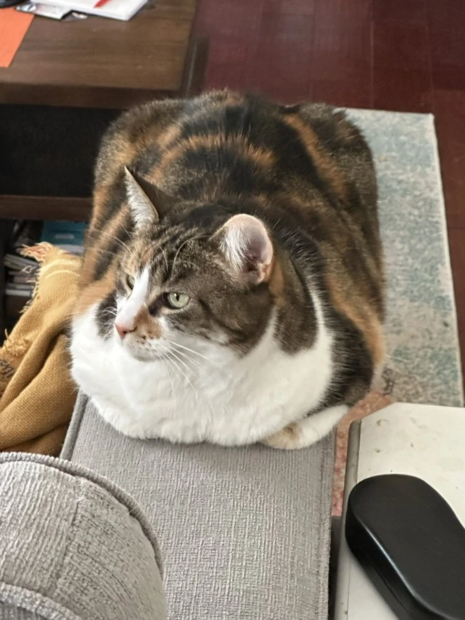 Doctor Pepper Cat Twitter Wiki Fandom