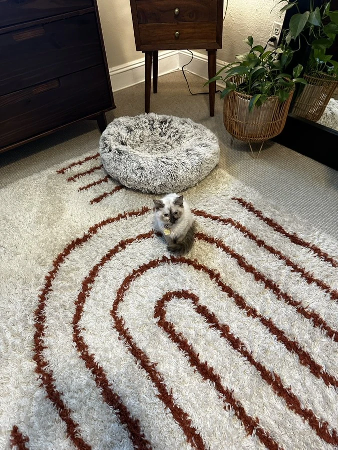 Waffles Cat Twitter Wiki Fandom