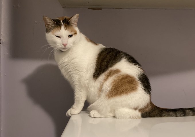 Goobie | Cat Twitter Wiki | Fandom