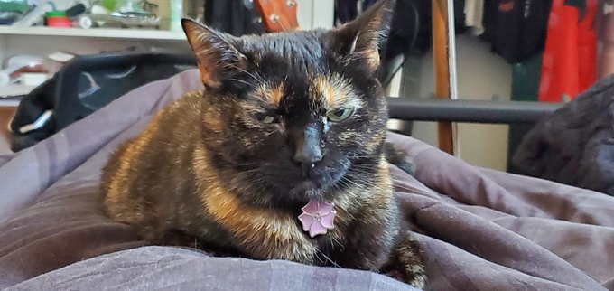 Tofu | Cat Twitter Wiki | Fandom