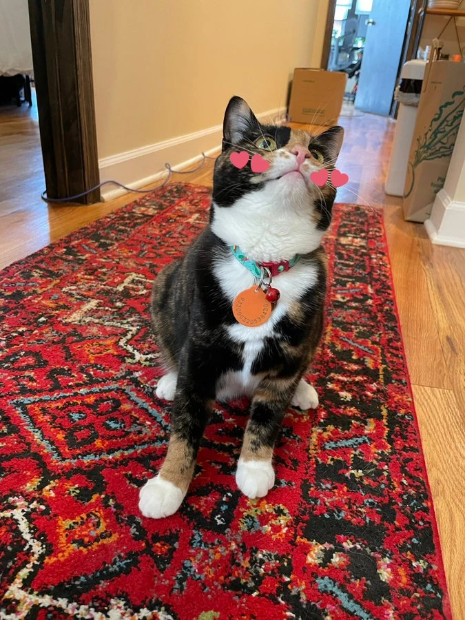 Pepper Cat Twitter Wiki Fandom