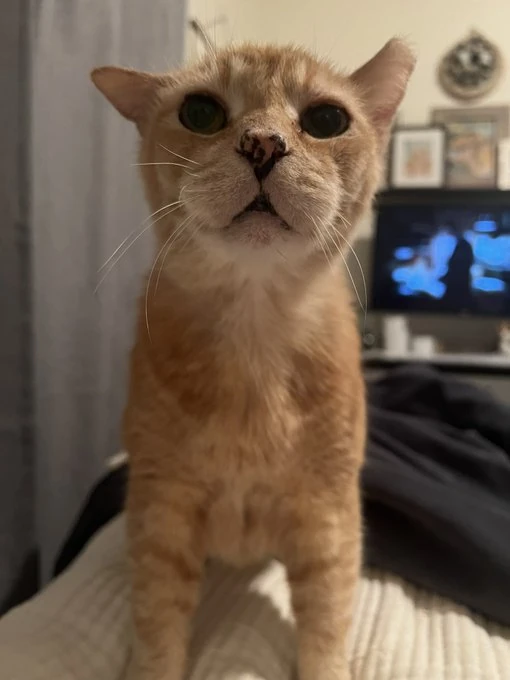 Joey Cat Twitter Wiki Fandom