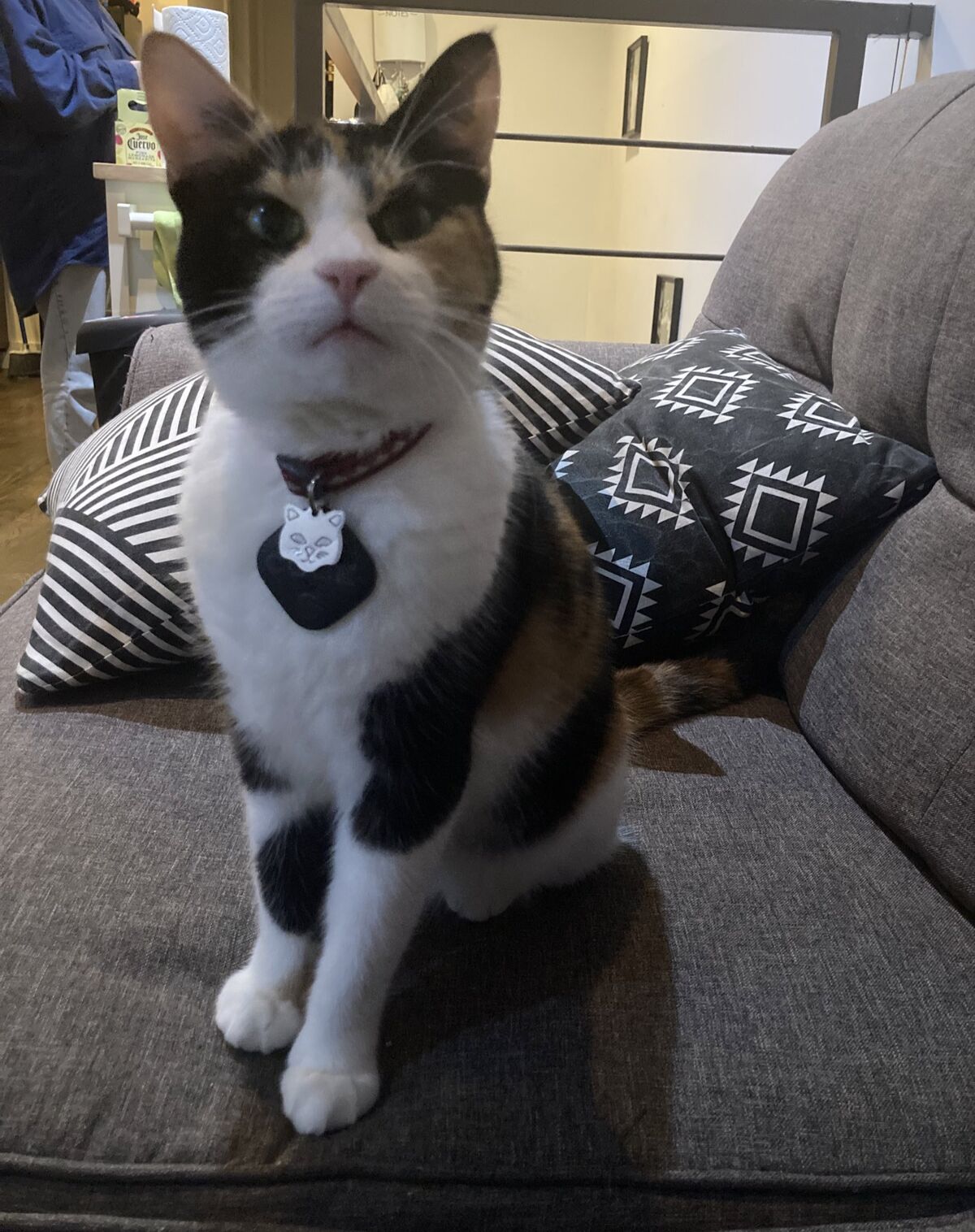 Calico Jack Cat Twitter Wiki Fandom