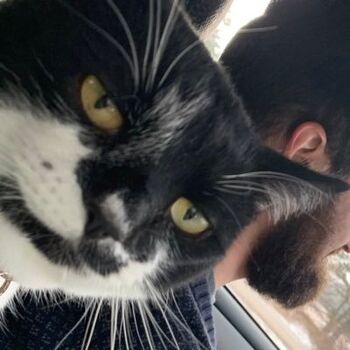 Mr. Kitty | Cat Twitter Wiki | Fandom