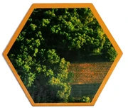 Lumber-Wood 1st-2nd edition