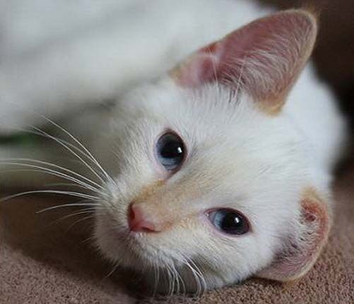 Тайская кошка | Кошка и кошки вики | Fandom