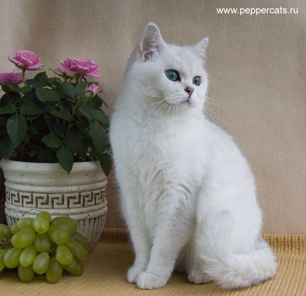 Фото белая кошка шиншилла фото