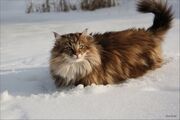 Сибирская лесная кошка